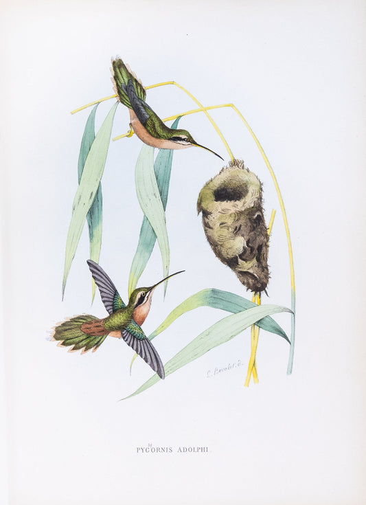 Mulsant & Verreaux. [Adolph's hermit Hummingbird] Pygornis Adolphi. 1874.