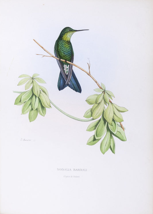 Mulsant & Verreaux. [Amethyst-throated sunangel Hummingbird] Nodalia Barrali. 1874.