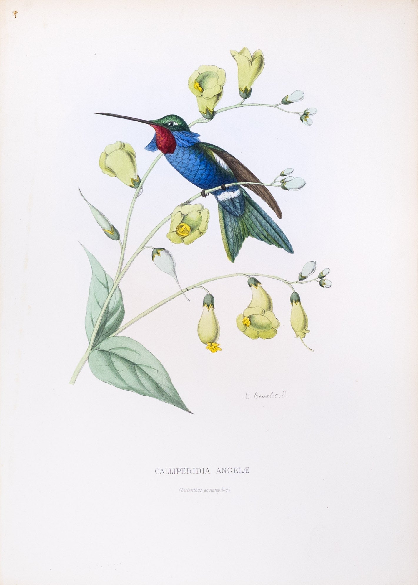 Mulsant & Verreaux. [Angela star-throat Hummingbird] Calliperidia Angelæ. 1874.