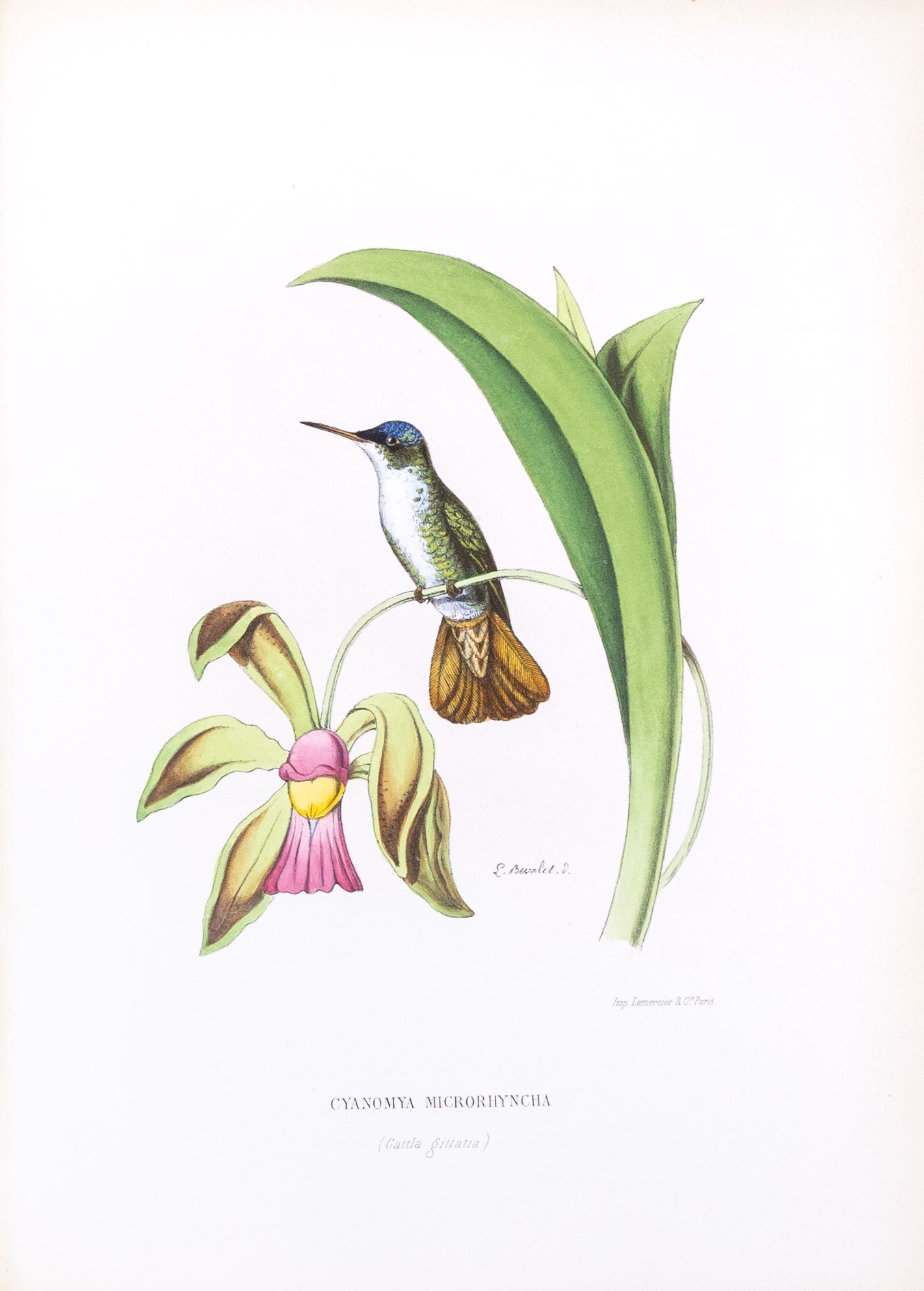 Mulsant & Verreaux. [Azure-crowned Hummingbird] Cyanomya Microrhyncha. 1874.