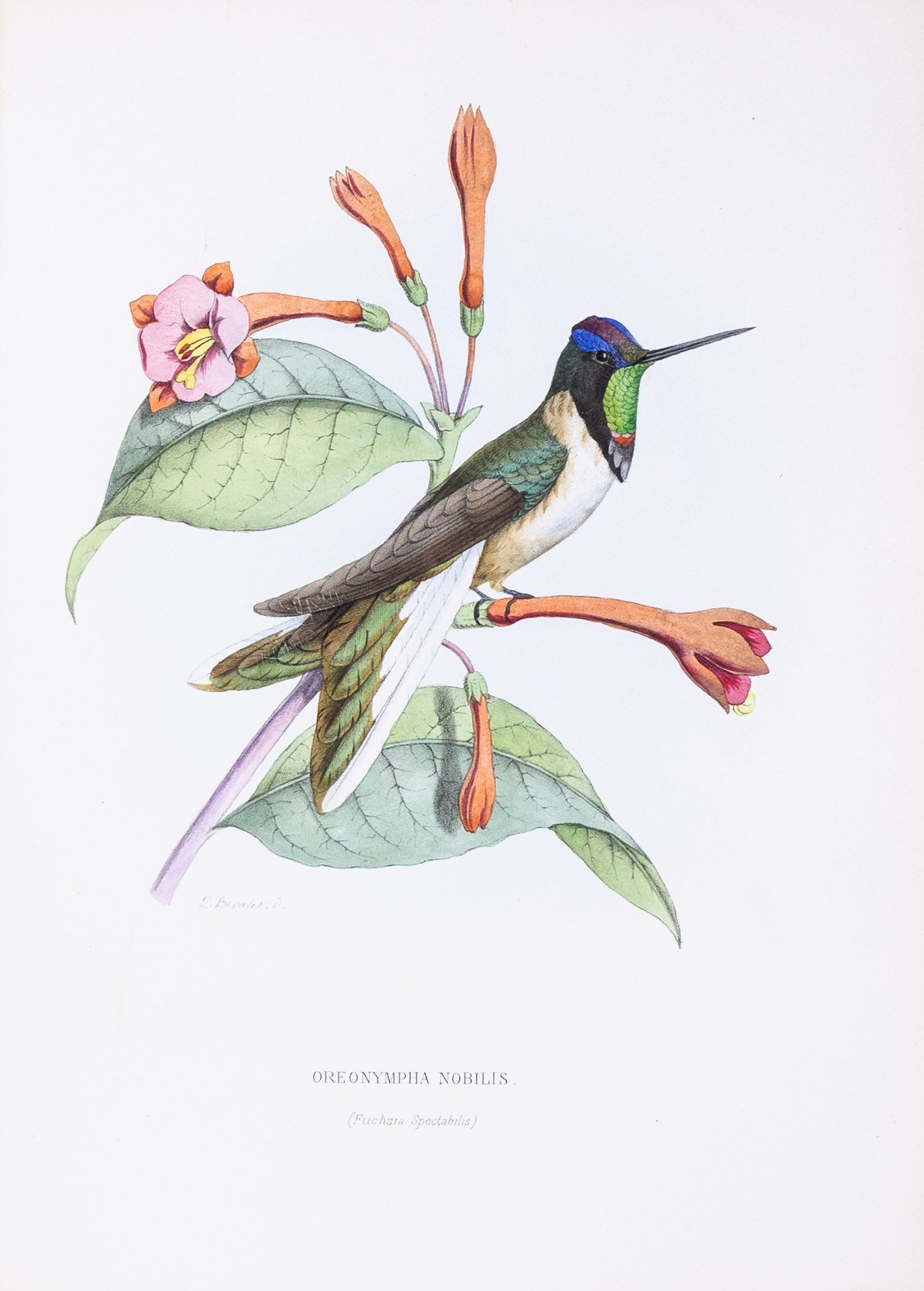 Mulsant & Verreaux. [Bearded mountaineer Hummingbird] Oreonymphia Nobilis. 1874.