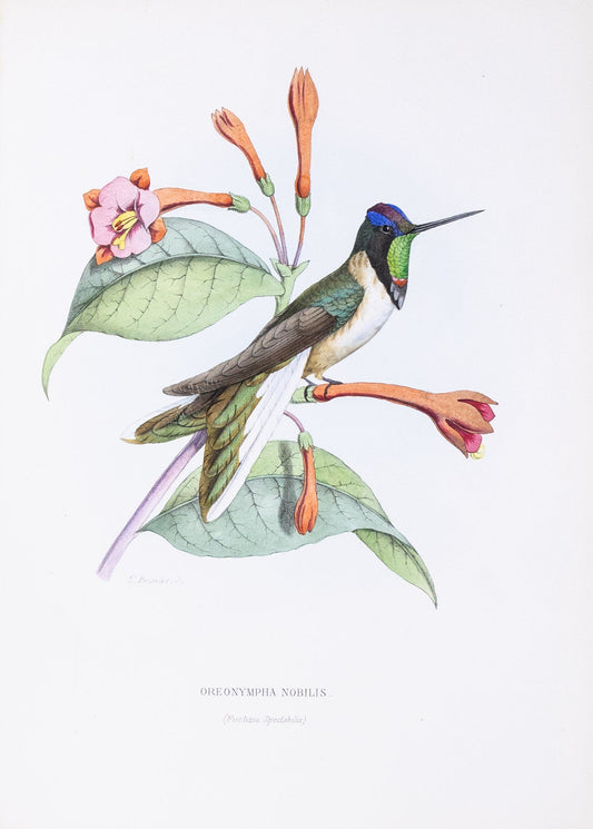 Mulsant & Verreaux. [Bearded mountaineer Hummingbird] Oreonymphia Nobilis. 1874.