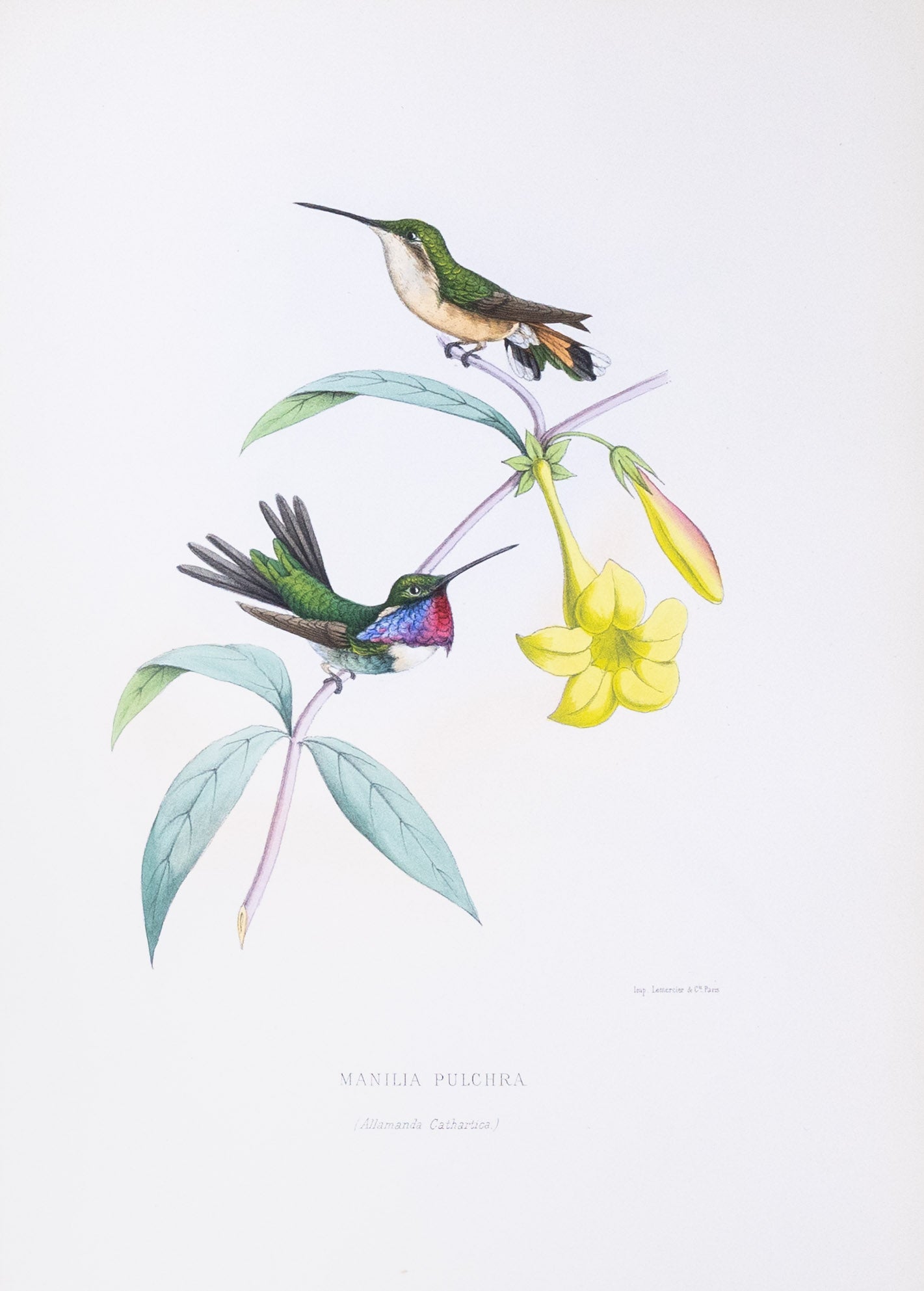 Mulsant & Verreaux. [Beautiful sheartail Hummingbird] Manilia Pulchra. 1874.