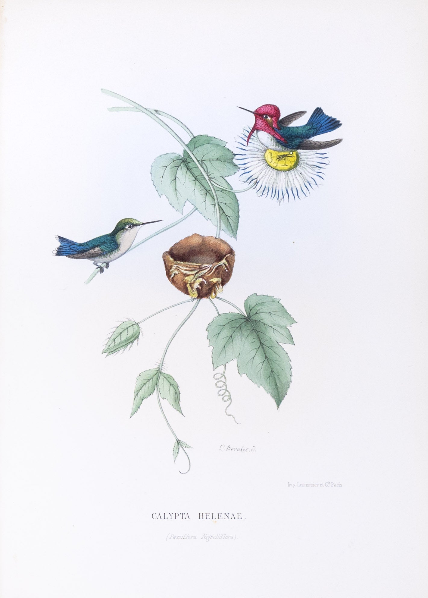 Mulsant & Verreaux. [Bee Hummingbird] Calypta Helenae. 1874.