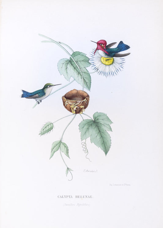 Mulsant & Verreaux. [Bee Hummingbird] Calypta Helenae. 1874.