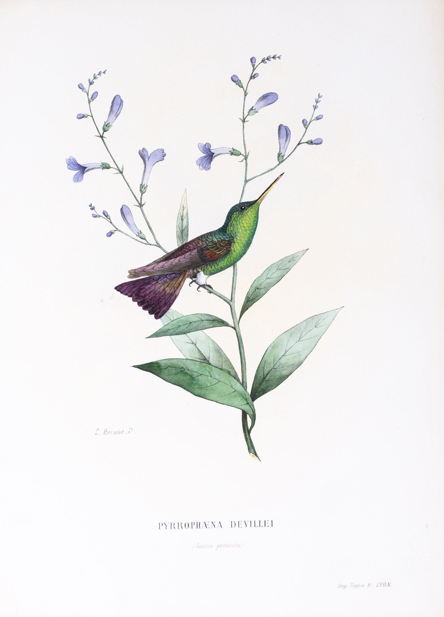 Mulsant & Verreaux. [Berylline Hummingbird] Pyrrohæna Devillei 1874.
