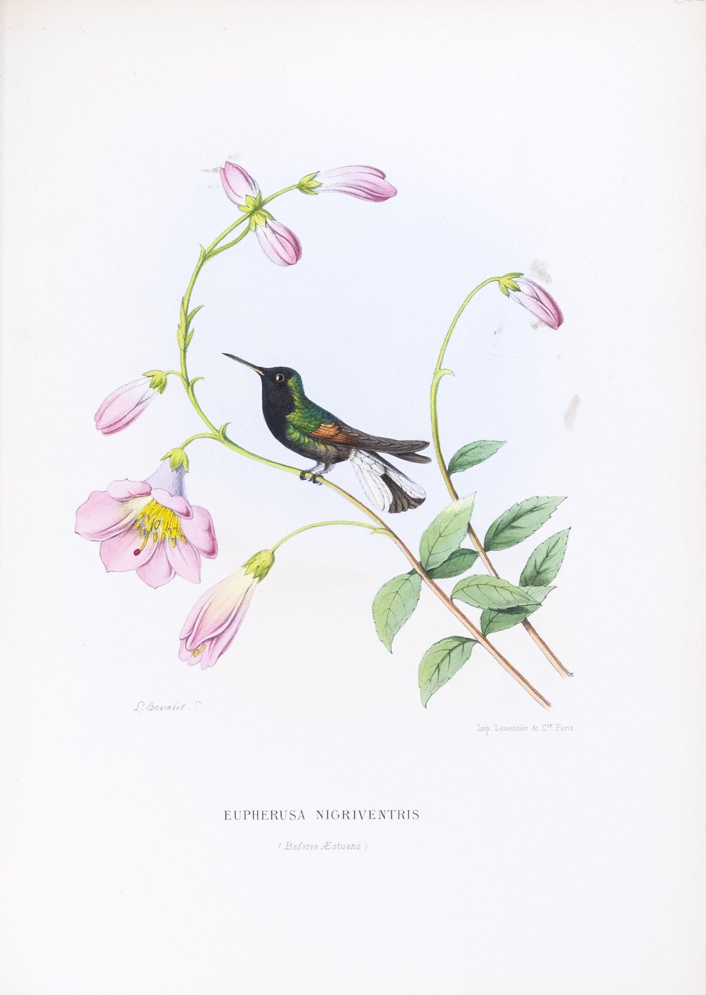 Mulsant & Verreaux. [Black-bellied Hummingbird] Eupherusa Nigriventris. 1874.