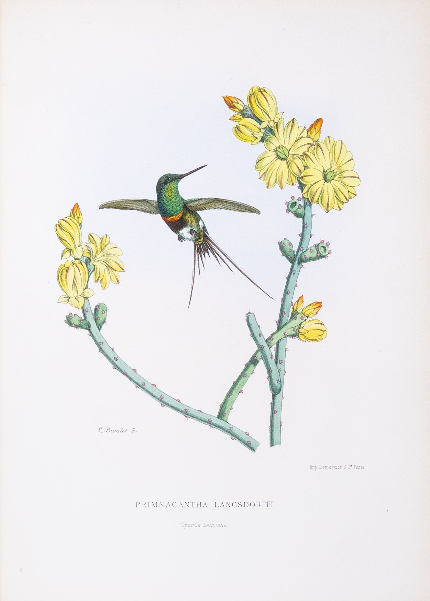 Mulsant & Verreaux. [Black-bellied Thorntail Hummingbird] Primnacantha Langsdorffi. 1874.
