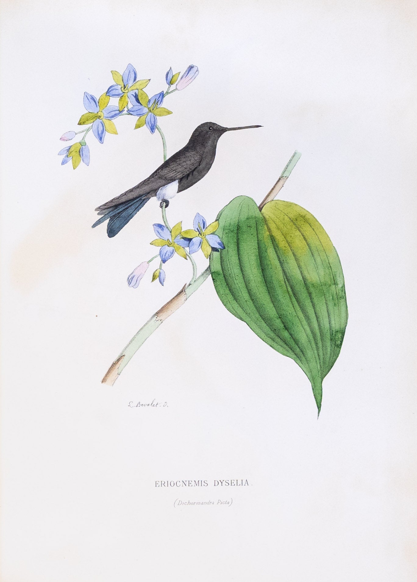 Mulsant & Verreaux. [Black-breasted Puffleg Hummingbird] Eriocnemis Dyselia. 1874.