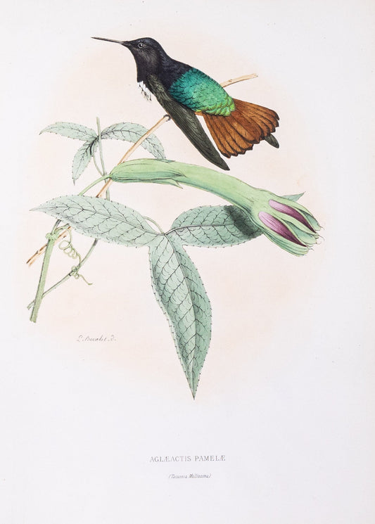 Mulsant & Verreaux. [Black-hooded sunbeam Hummingbird] Aglæactis Pamelæ. 1874.