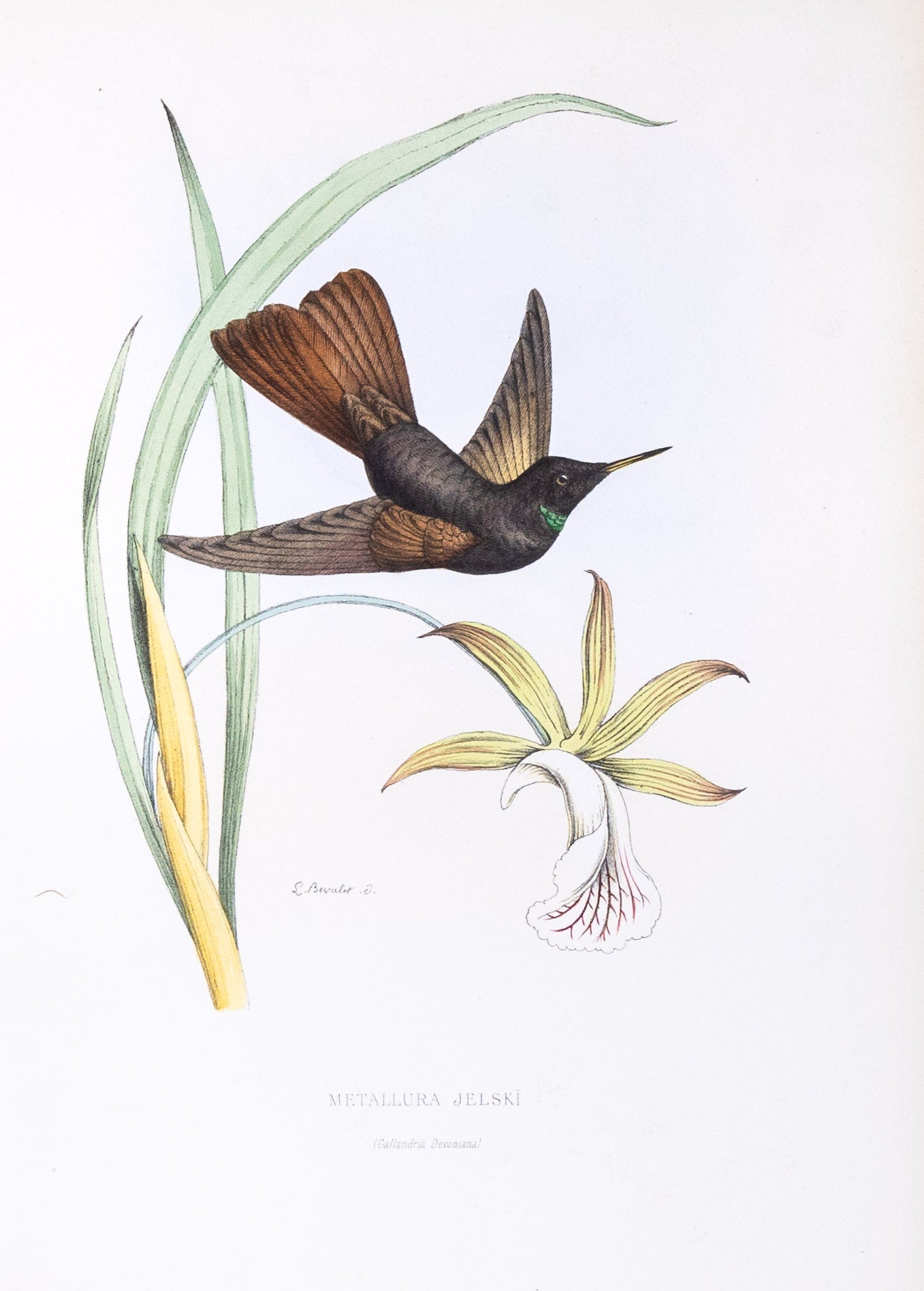 Mulsant & Verreaux. [Black metaltail Hummingbird] Metallura Jelskï. 1874.