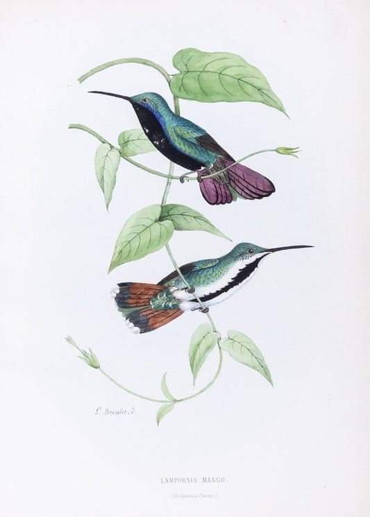 Mulsant & Verreaux. [Black-throated mango Hummingbird] Lampornis Mango. 1874.