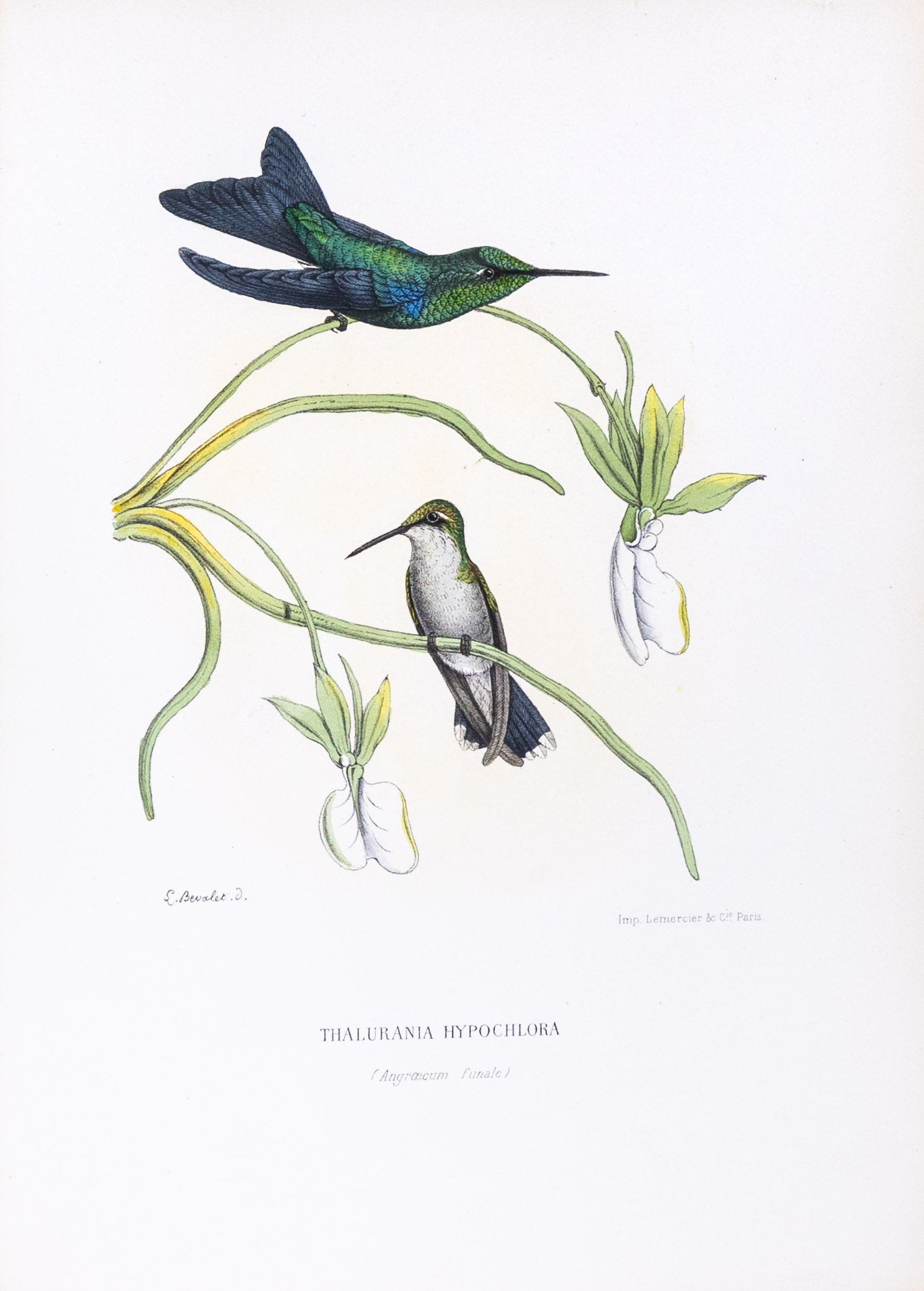 Mulsant & Verreaux. [Blue-crowned woodnymph Hummingbird] Thalurania Hypochlora. 1874.