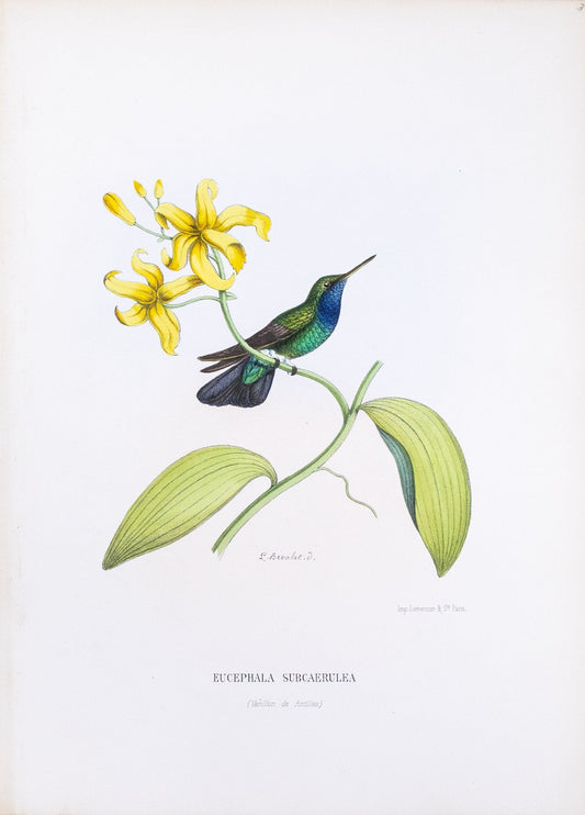 Mulsant & Verreaux. [Blue-throated goldentail Hummingbird] Eucephala Subcaerulea. 1874.