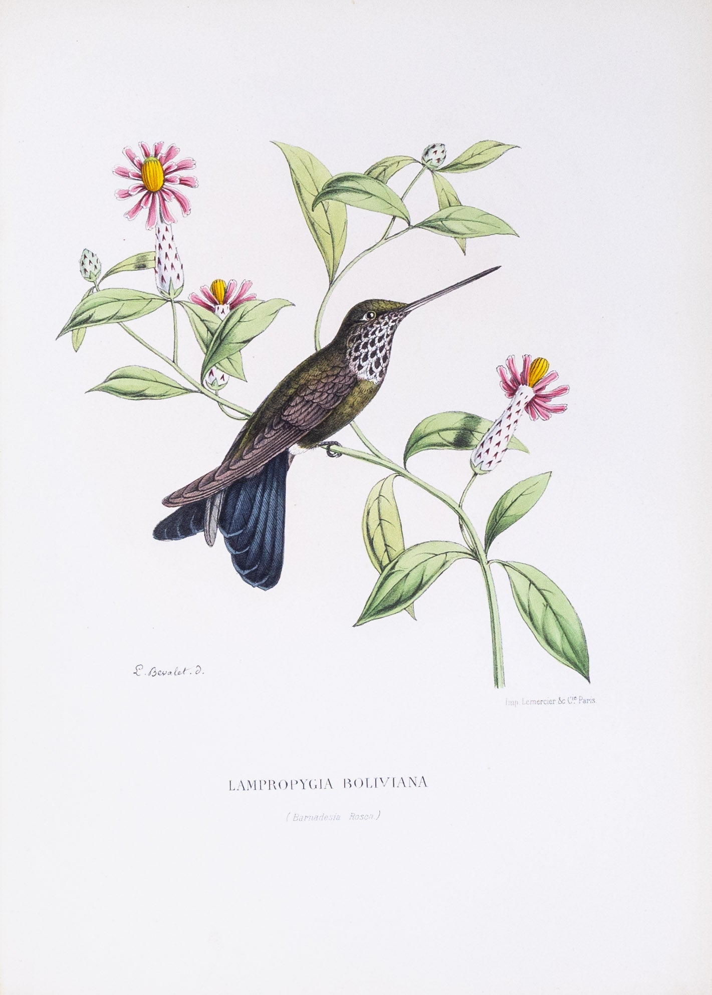 Mulsant & Verreaux. [Bolivian cœligena Hummingbird] Lampropygia Boliviana. 1874.