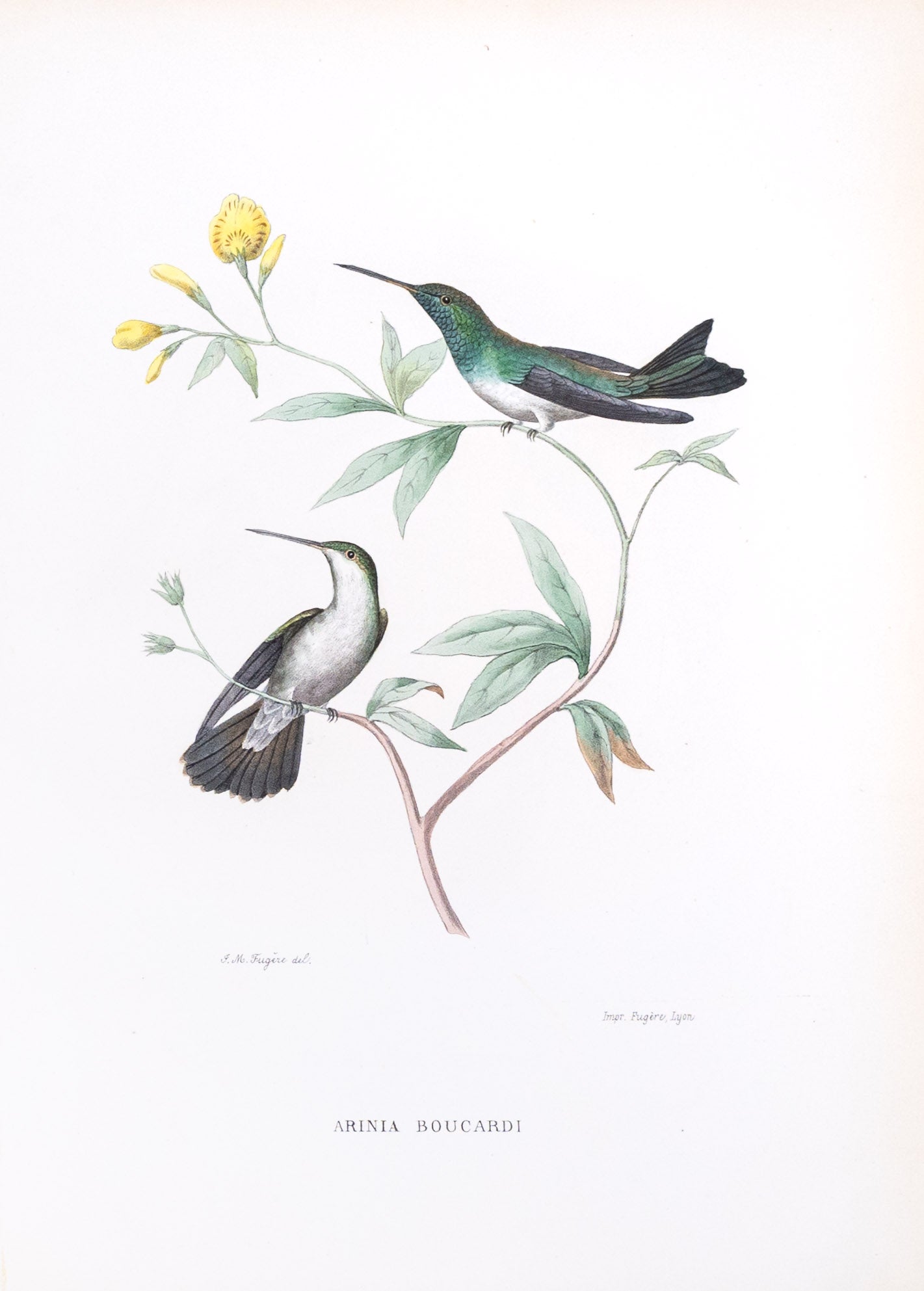 Mulsant & Verreaux. [Boucard’s Emerald Hummingbird] Arinia Boucardi. 1874.