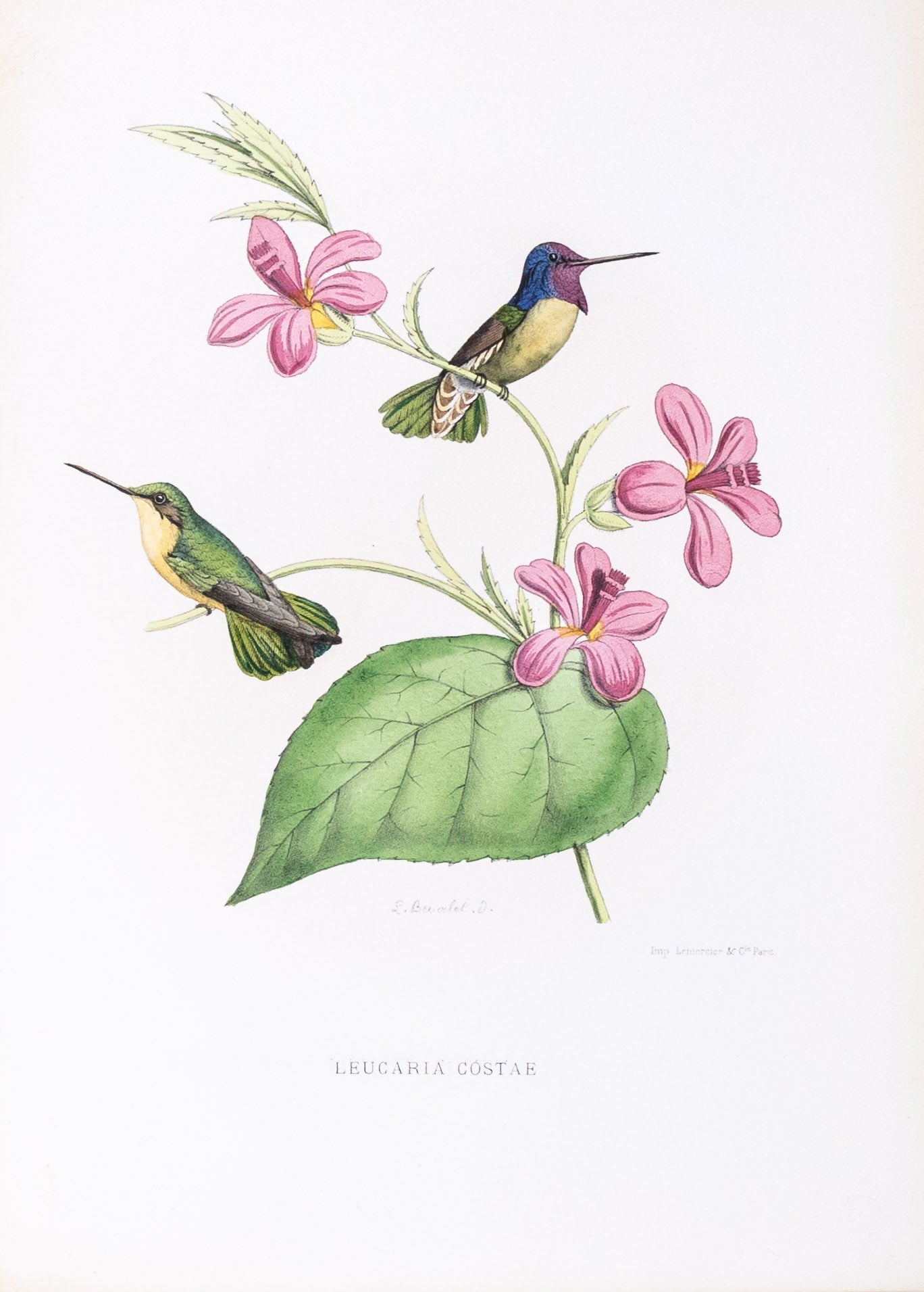 Mulsant & Verreaux. [Bourcier's Hummingbird] Leucaria Costae. 1874.