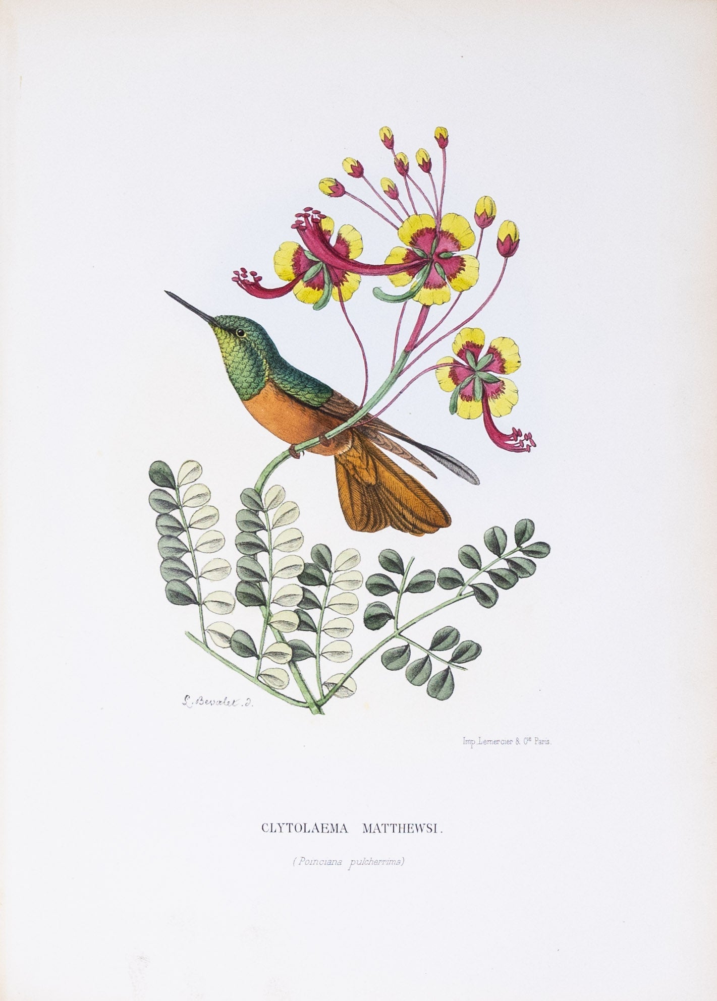 Mulsant & Verreaux. [Brazilian ruby Hummingbird] Clytolaema Matthewsi. 1874.