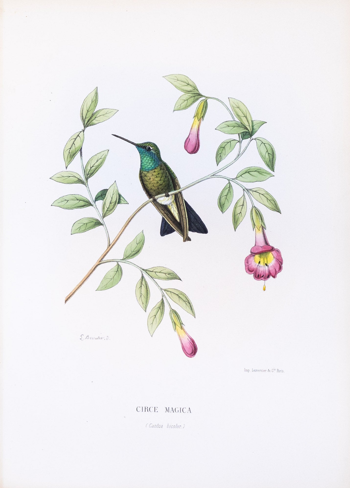 Mulsant & Verreaux. [Broad-billed Hummingbird] Circe Magica. 1874.