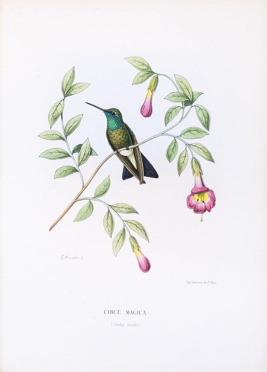 Mulsant & Verreaux. [Broad-billed Hummingbird] Circe Magica. 1874.