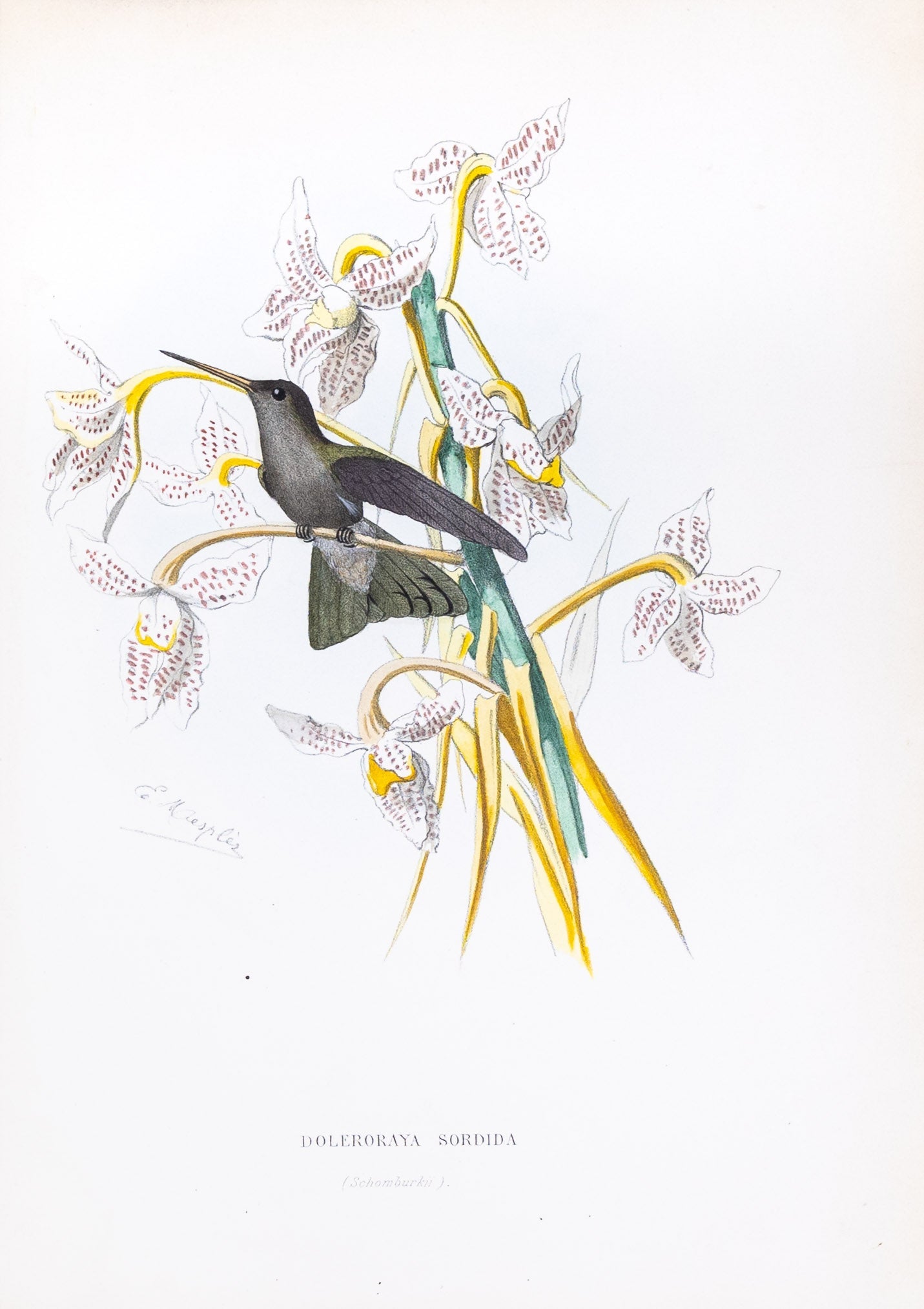 Mulsant & Verreaux. [Broad-billed Hummingbird] Doleroraya Sordida. 1874.