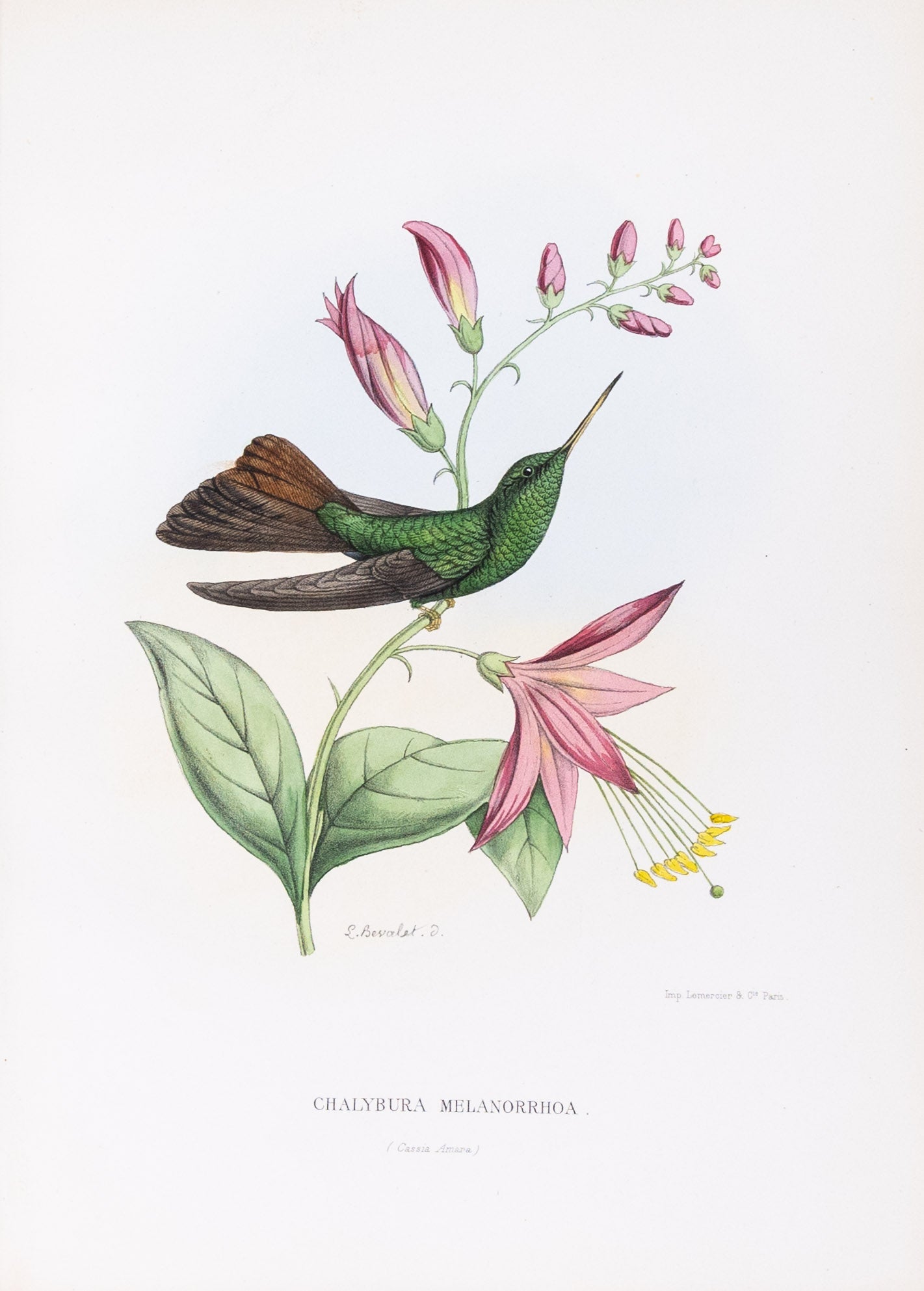 Mulsant & Verreaux. [Bronze-tailed plumeleteer Hummingbird] Chalybura Melanorrhoa. 1874.