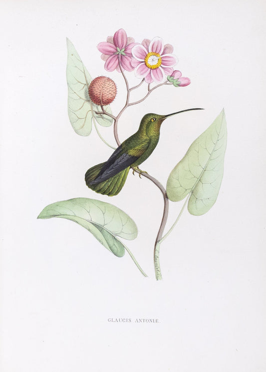 Mulsant & Verreaux. [Bronzy hermit Hummingbird] Glaucis Antoniæ. 1874.