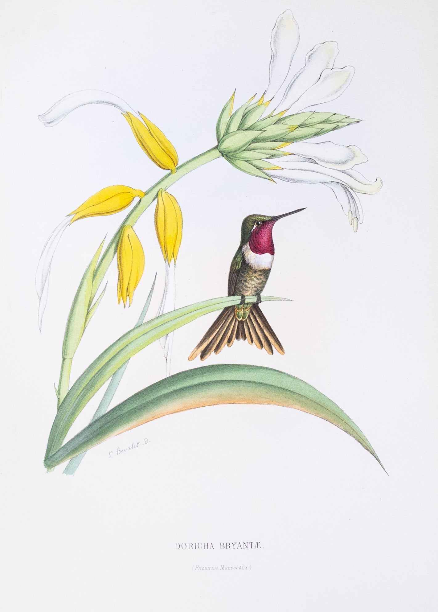 Mulsant & Verreaux. [Bryant’s Wood-Star Hummingbird] Doricha Bryantæ. 1874.