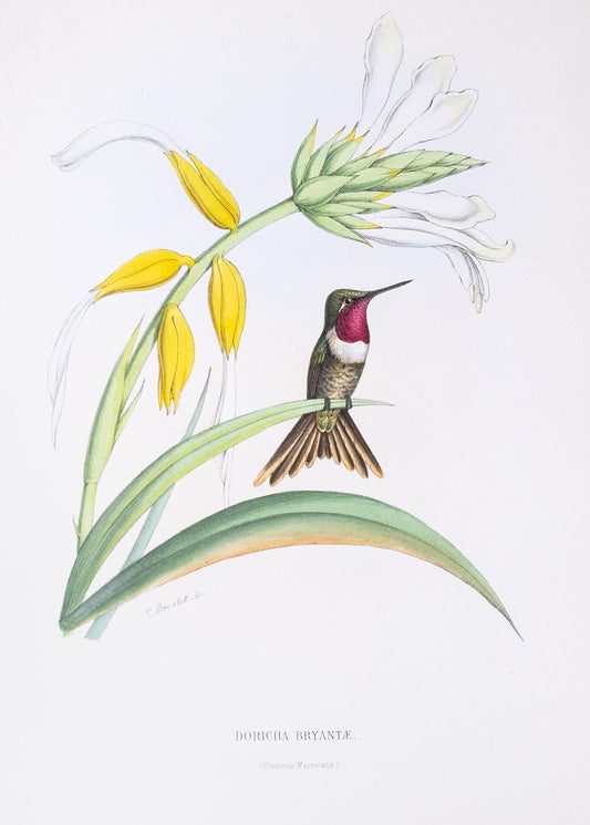 Mulsant & Verreaux. [Bryant’s Wood-Star Hummingbird] Doricha Bryantæ. 1874.