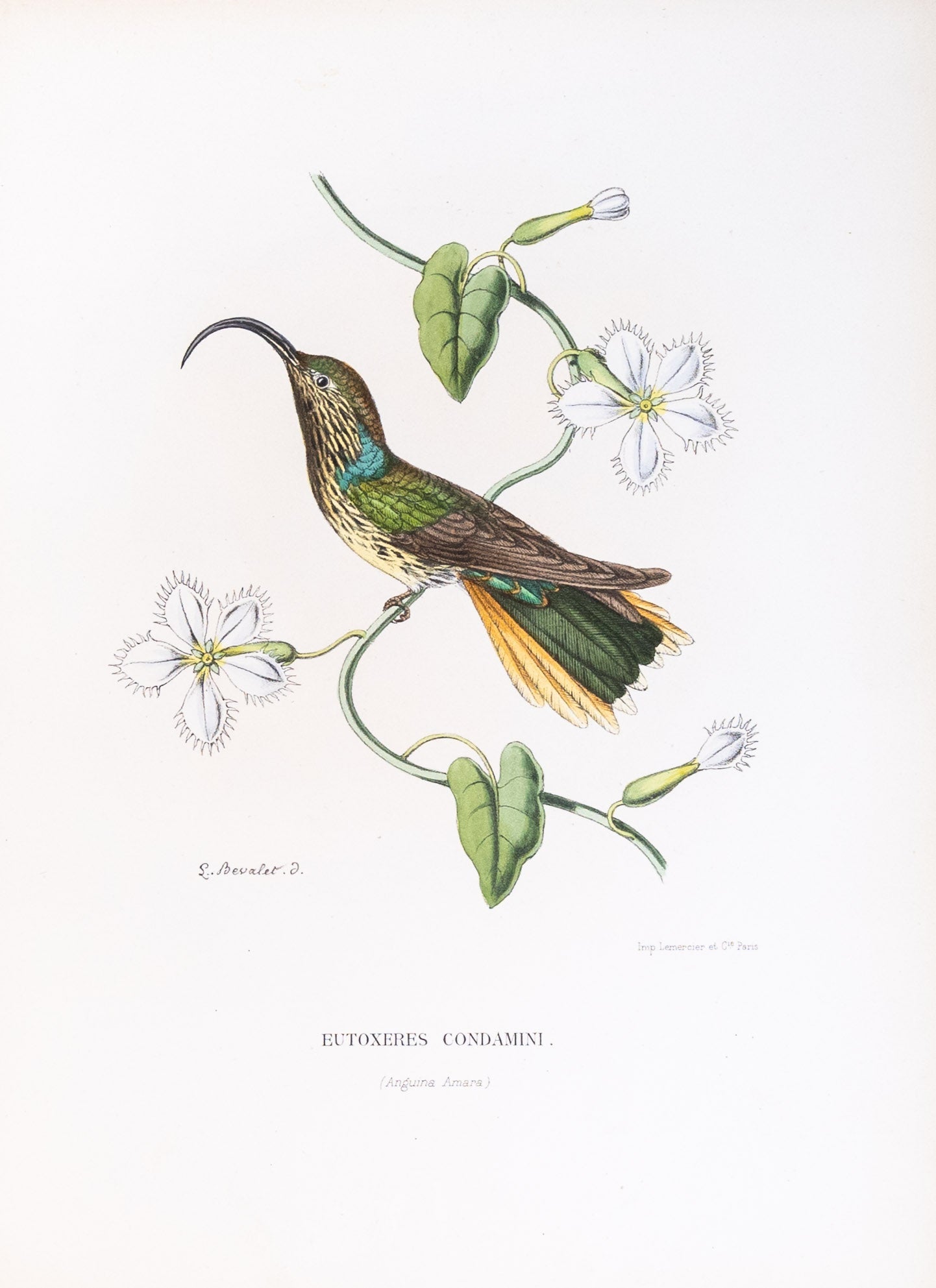 Mulsant & Verreaux. [Buff-tailed sicklebill Hummingbird] Eutoxeres Condamini. 1874.