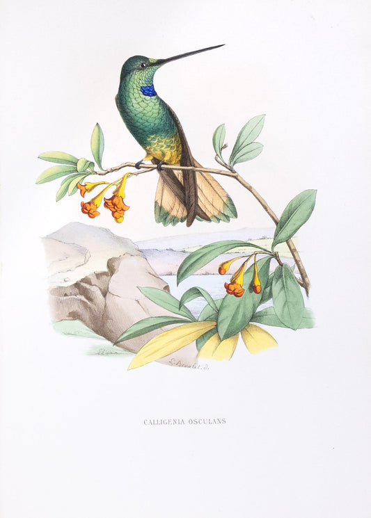 Mulsant & Verreaux. [Buff-tailed star-frontlet Hummingbird] Calligenia Osculans. 1874.