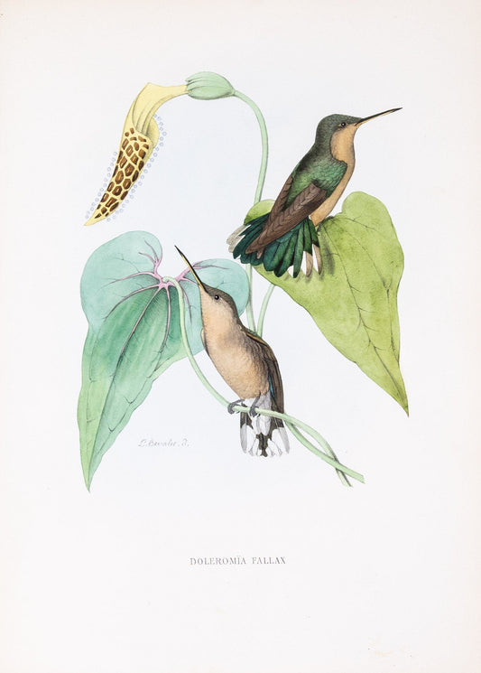 Mulsant & Verreaux. [Buffy Hummingbird] Doleromïa Fallax. 1874.