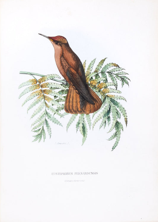 Mulsant & Verreaux. [Cinnamon firecrown Hummingbird] Eustephanus Fernandensis. 1874.