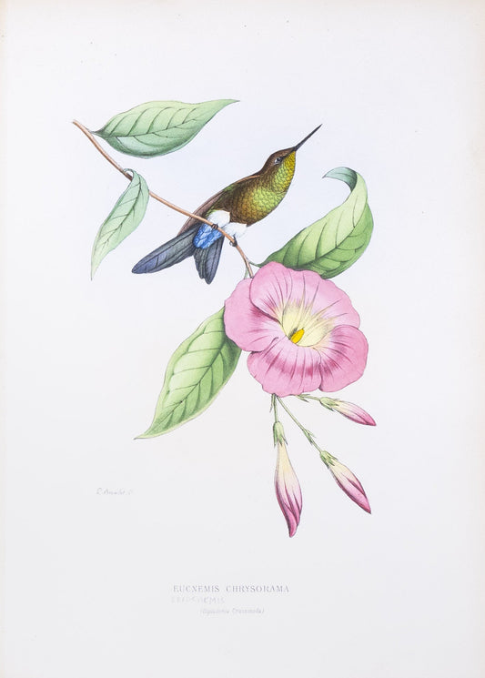 Mulsant & Verreaux. [Coppery-bellied puffleg Hummingbird] Eucnemis Chrysorama. 1874.