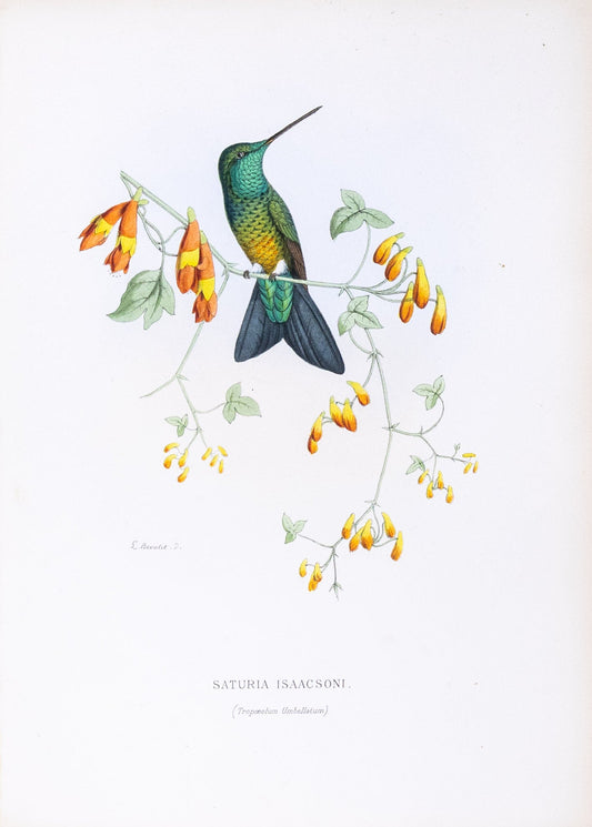 Mulsant & Verreaux. [Coppery-naped puffleg Hummingbird] Saturia Isaacsoni. 1874.