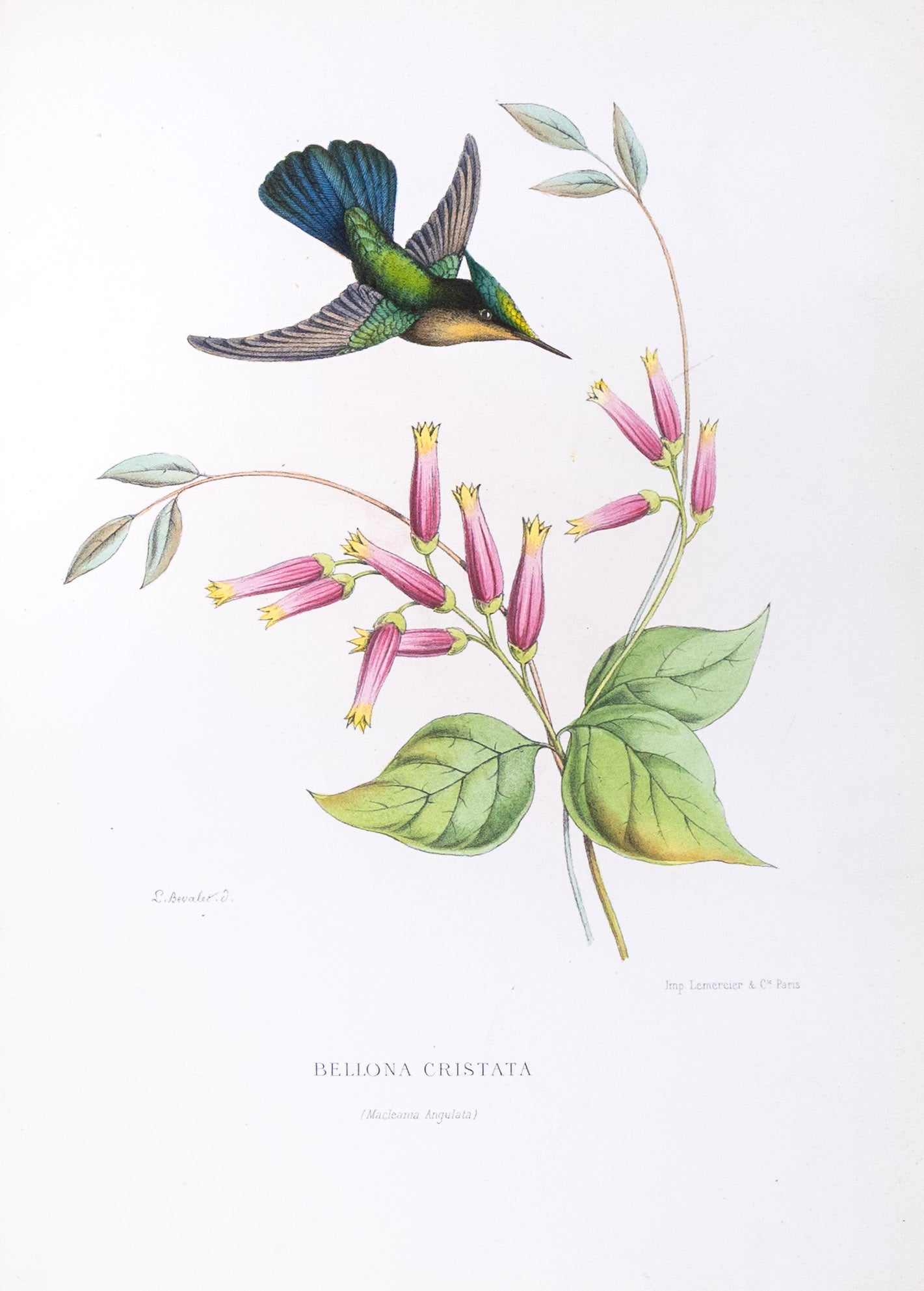 Mulsant & Verreaux. [Cuban Emerald Hummingbird] Bellona Cristata. 1874.