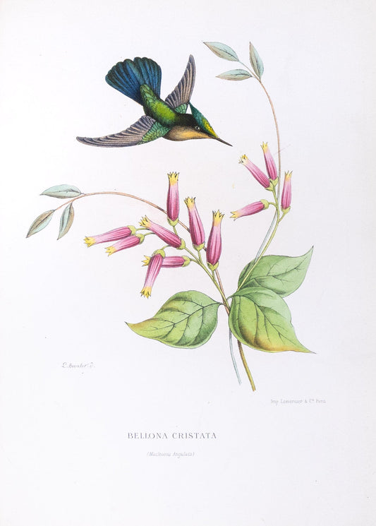 Mulsant & Verreaux. [Cuban Emerald Hummingbird] Bellona Cristata. 1874.