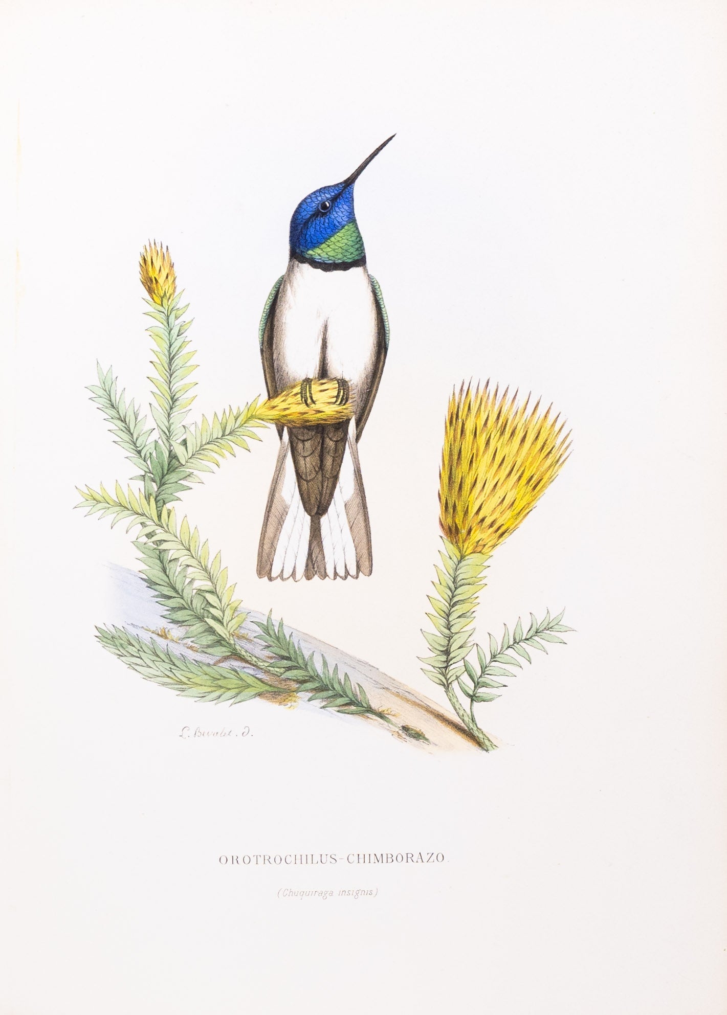 Mulsant & Verreaux. [Ecuadorian hillstar Hummingbird] Orotrochilus-Chimborazo. 1874.