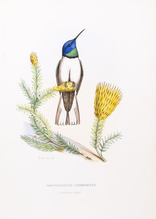 Mulsant & Verreaux. [Ecuadorian hillstar Hummingbird] Orotrochilus-Chimborazo. 1874.
