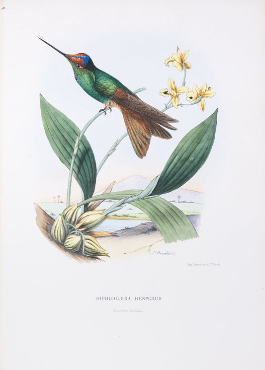 Mulsant & Verreaux. [Ecuadorian rainbow Hummingbird] Diphlogæna Hesperus. 1874.