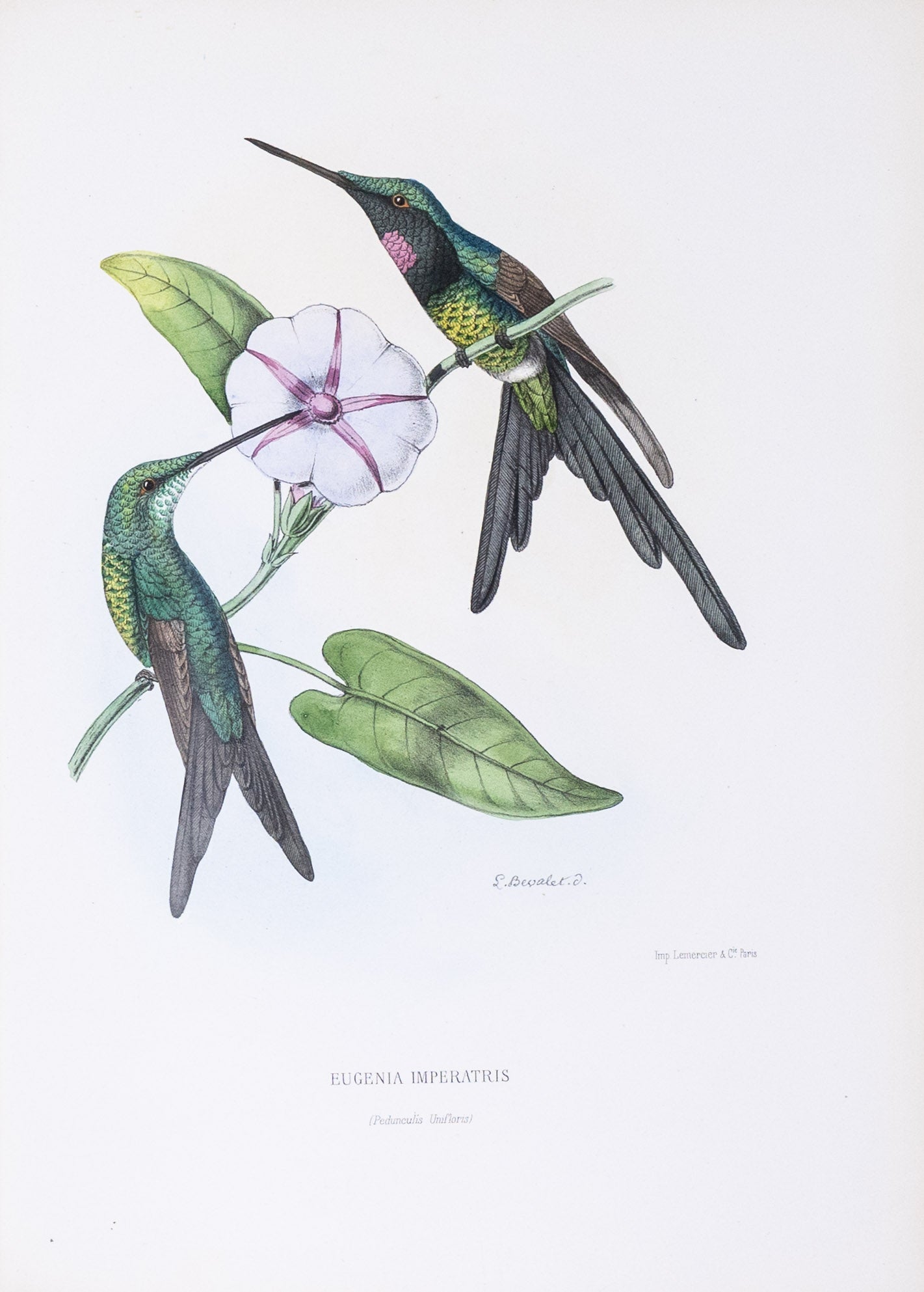 Mulsant & Verreaux. [Empress Hummingbird] Eugenia Imperatris. 1874.