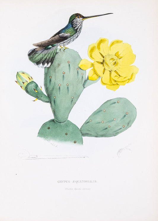 Mulsant & Verreaux. [Equatorial saw-bill Hummingbird] Grypus Æquatorialis. 1874.