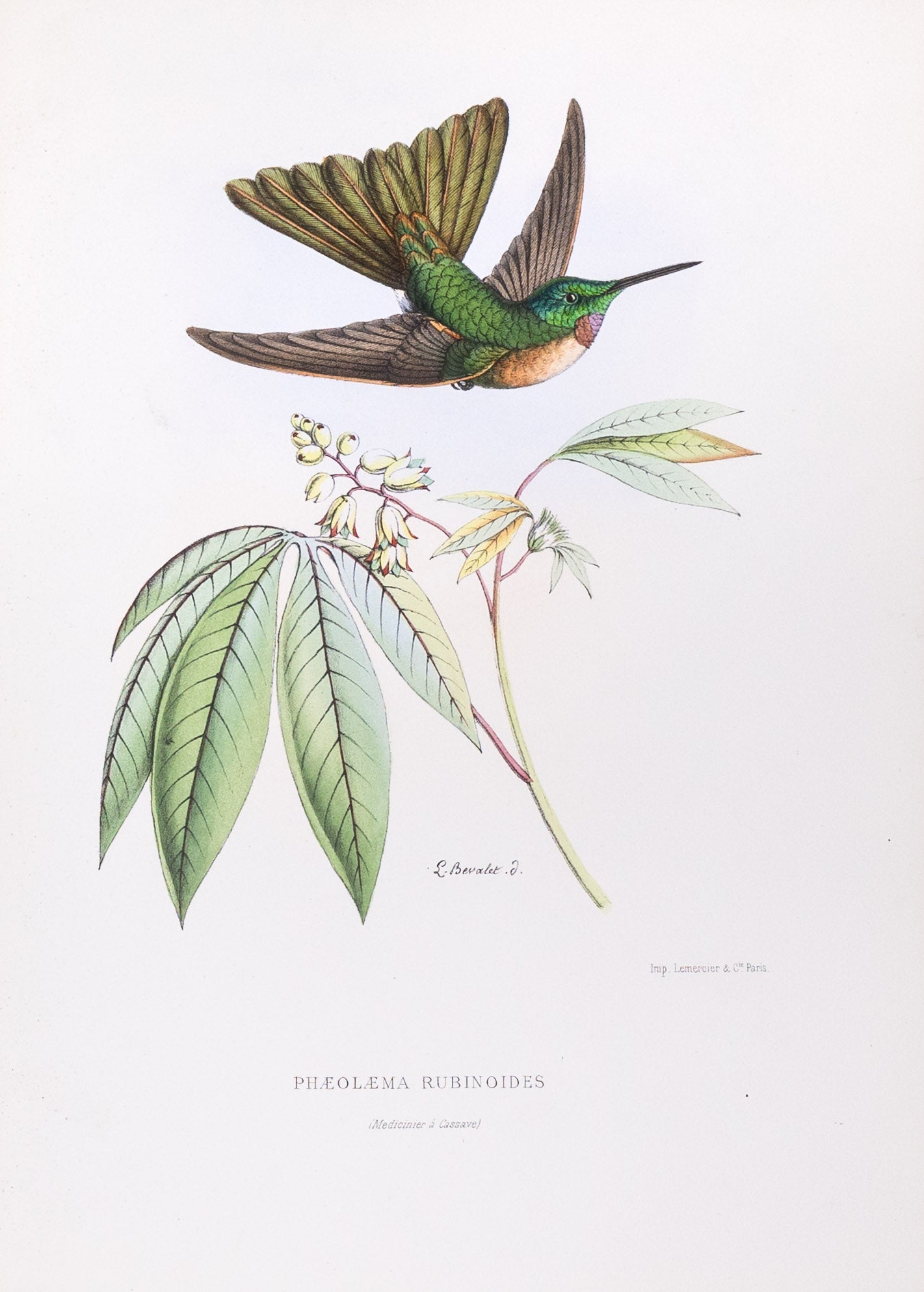 Mulsant & Verreaux. [Fawn-breasted brilliant Hummingbird] Phæolæma Rubinoides. 1874.