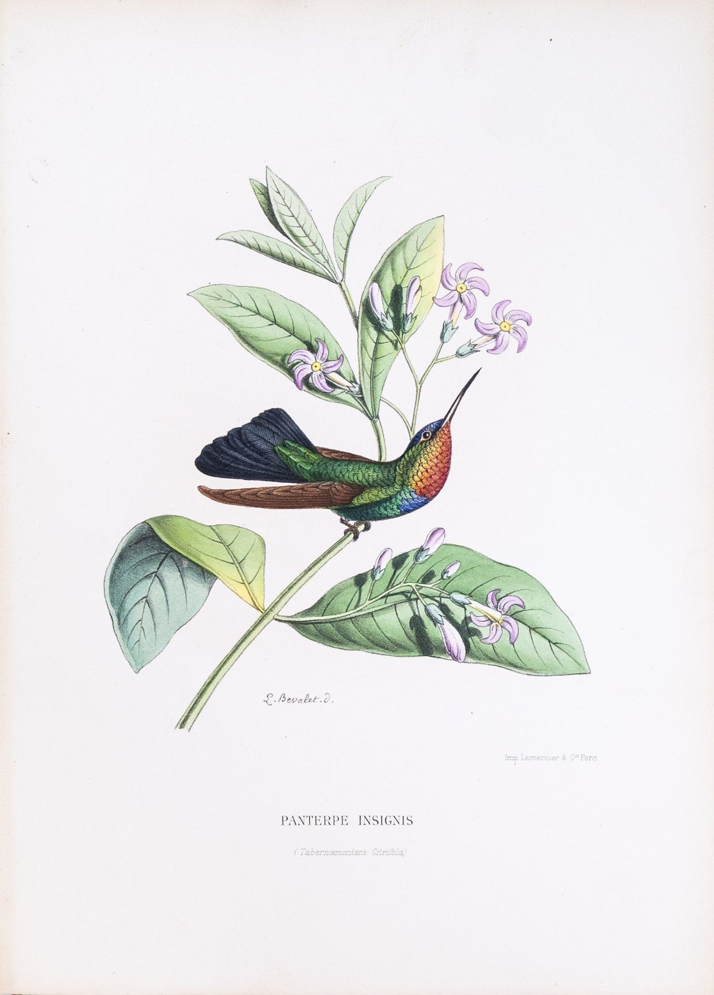 Mulsant & Verreaux. [Fiery-throated Hummingbird] Panterpe Insignis. 1874.