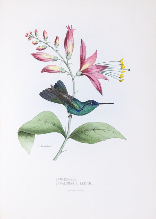 Mulsant & Verreaux. [Forktailed woodnympth Hummingbird] Thalurania Lerchi. 1874.
