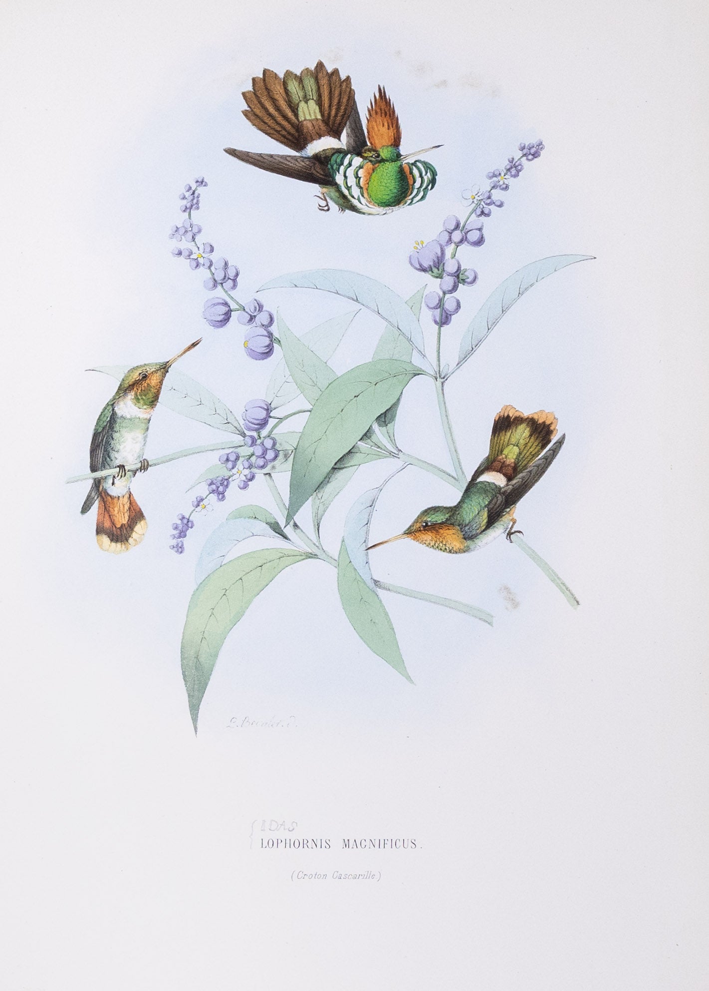 Mulsant & Verreaux. [Frilled coquette Hummingbird] Lophornis Magnificus. 1874.
