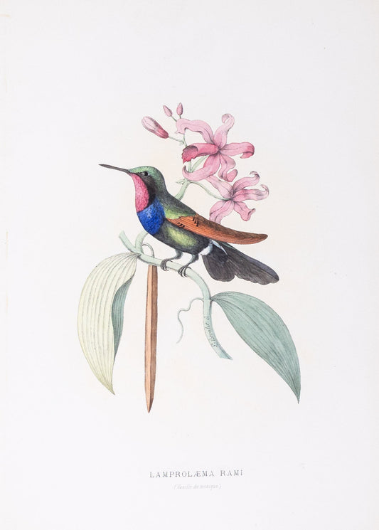 Mulsant & Verreaux. [Garnet-throated Hummingbird] Lamprolæma Rami. 1874.