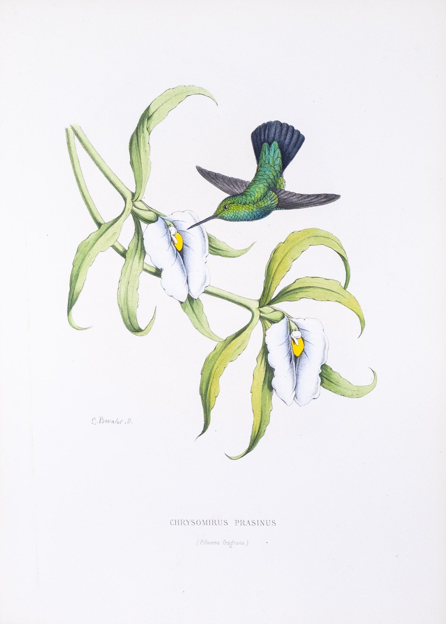Mulsant & Verreaux. [Glittering-bellied emerald Hummingbird] Chrysomirus Prasinus. 1874.