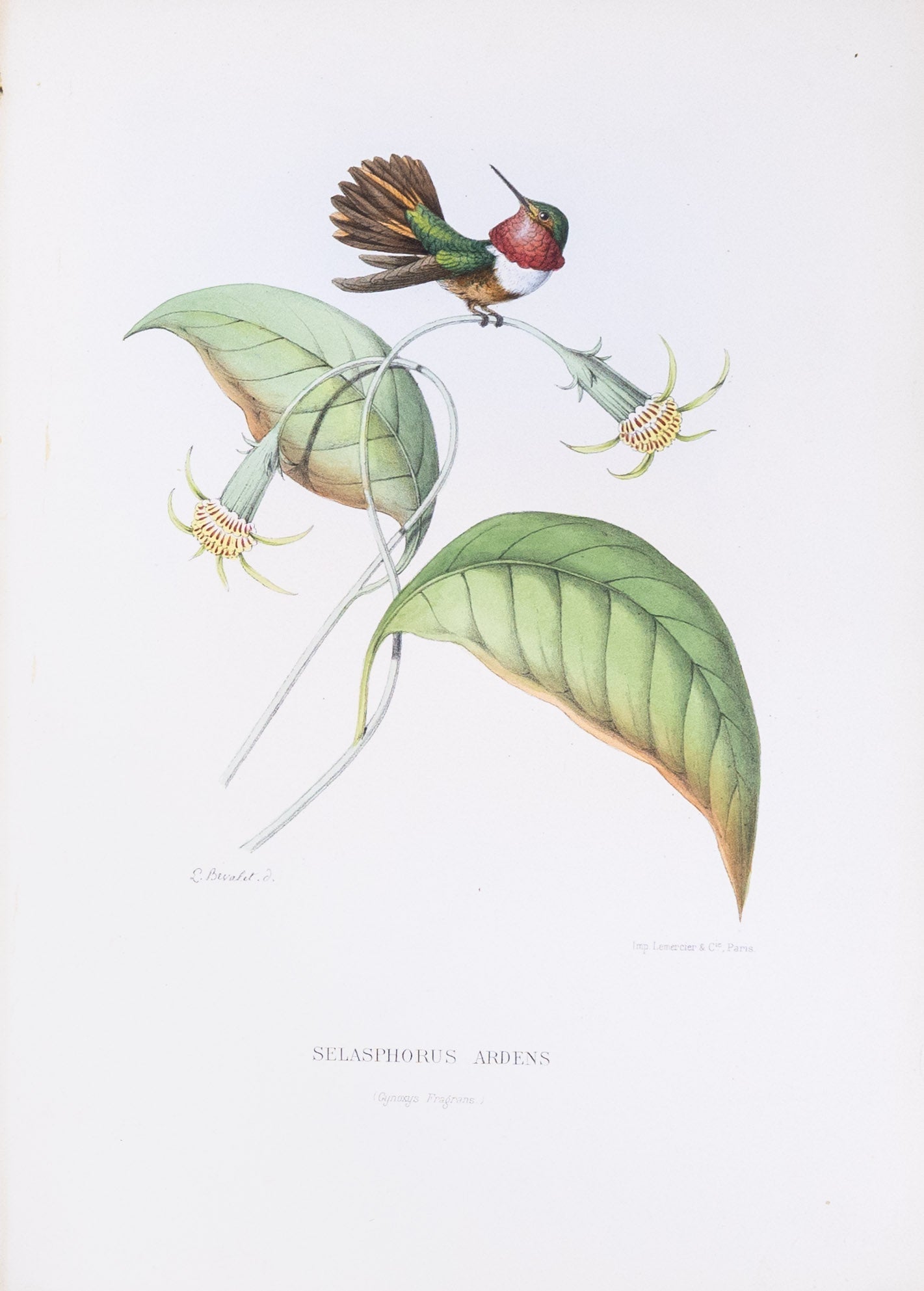 Mulsant & Verreaux. [Glow-throated Hummingbird] Selasphorus Ardens. 1874.