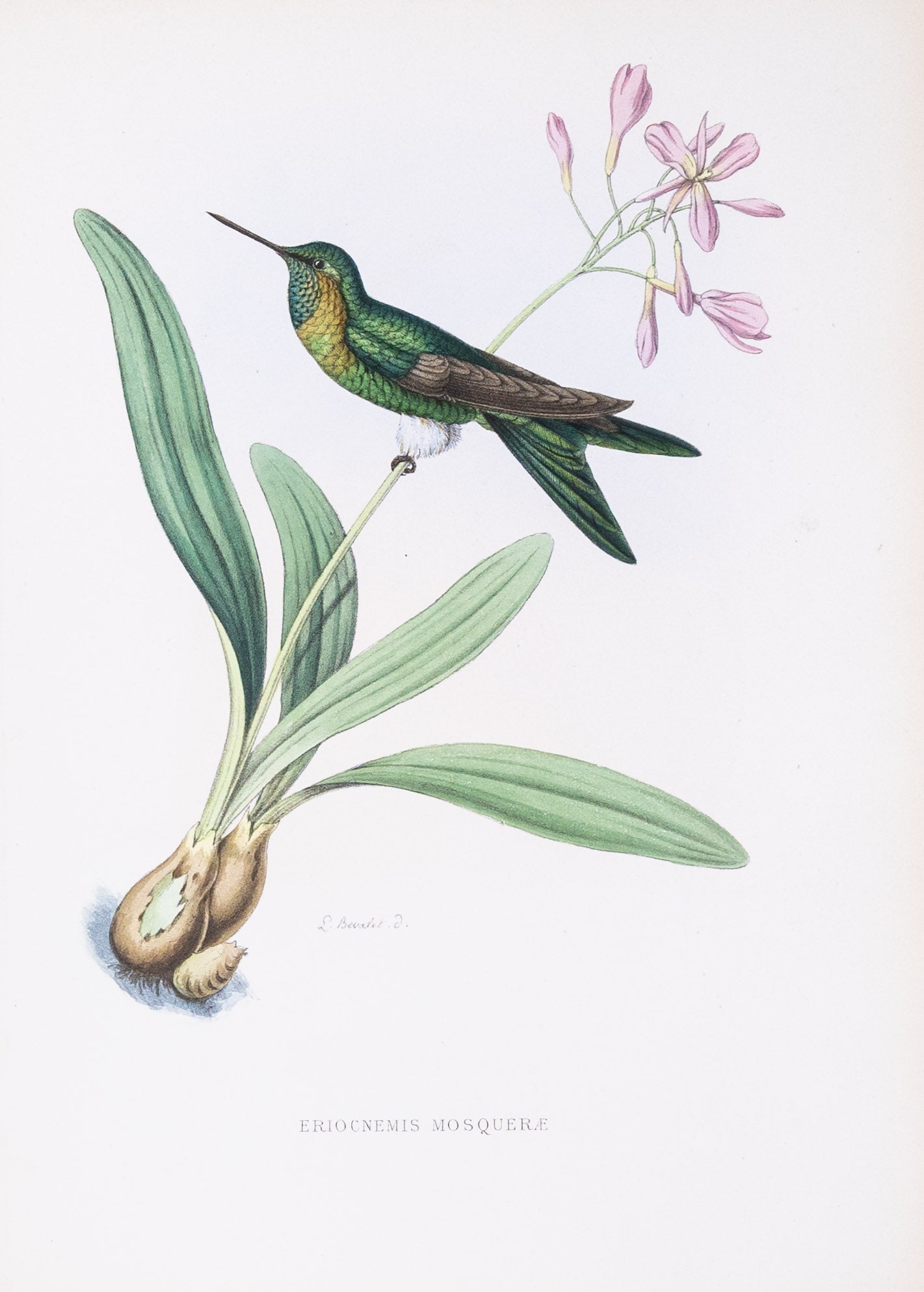 Mulsant & Verreaux. [Golden-breasted puffleg Hummingbird] Eriocnemis Mosqueræ. 1874.